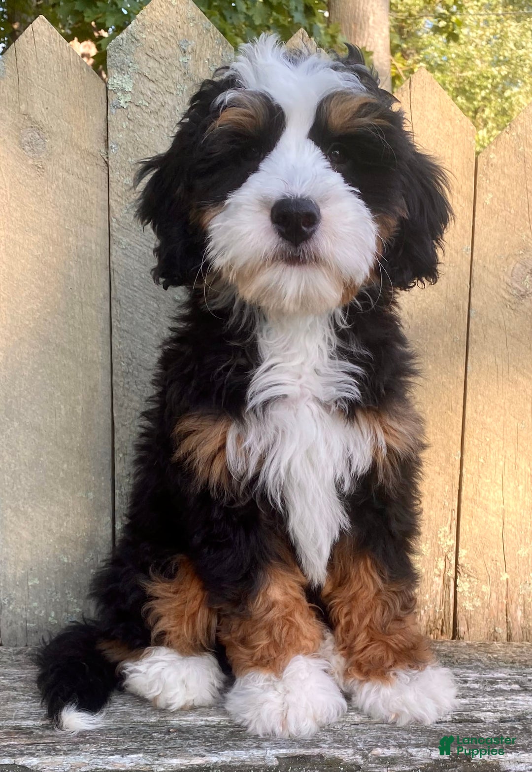 Mini Bernedoodle dogs for sale: ❤️ Boston Ma ❤️ Mini Bernedoodle - Image 9