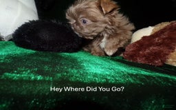 Shih Tzu dogs for sale: Tiny Jasper - Image 2