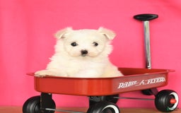 Maltese dogs for sale: Max - Image 3