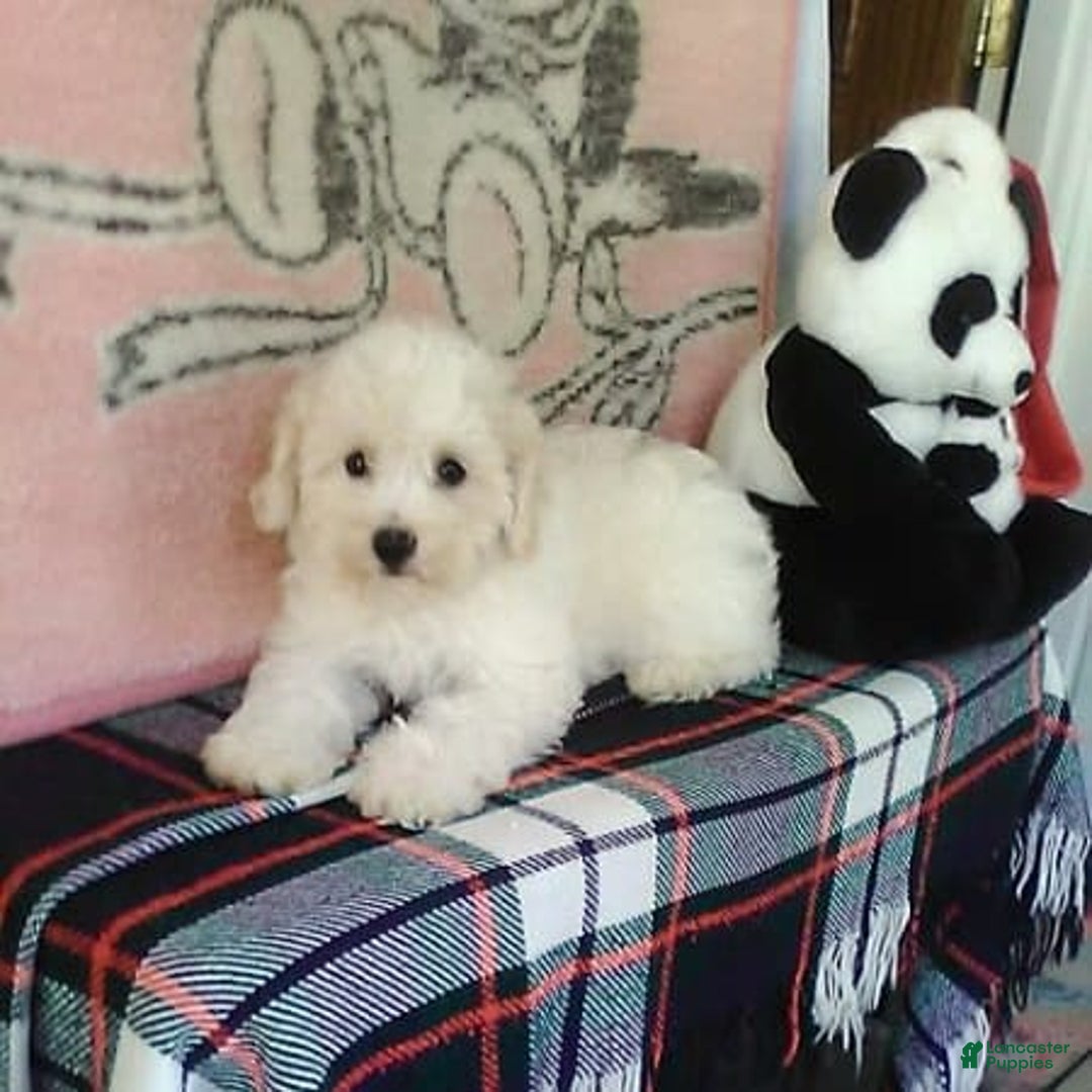 Shihpoo dogs for sale: Bubbles - Image 10