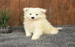 Samoyed dogs for sale: Daisy - Image 3