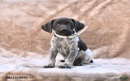German Shorthaired Pointer dogs for sale: Miami - Image 1