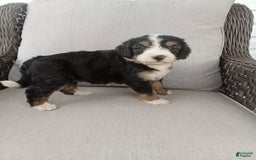 Bernedoodle dogs for sale: Annabelle - Image 4