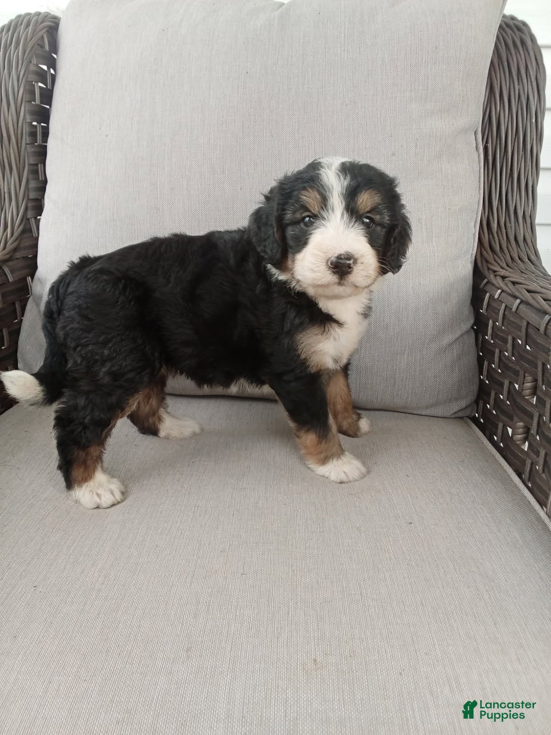 Bernedoodle dogs for sale: Annabelle - Image 4