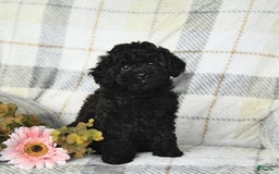 Miniature Poodle dogs for sale: Ginger - Image 4