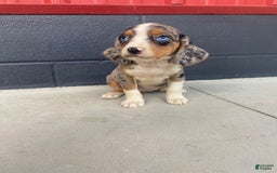 Beaglier dogs for sale: Annie - Image 11