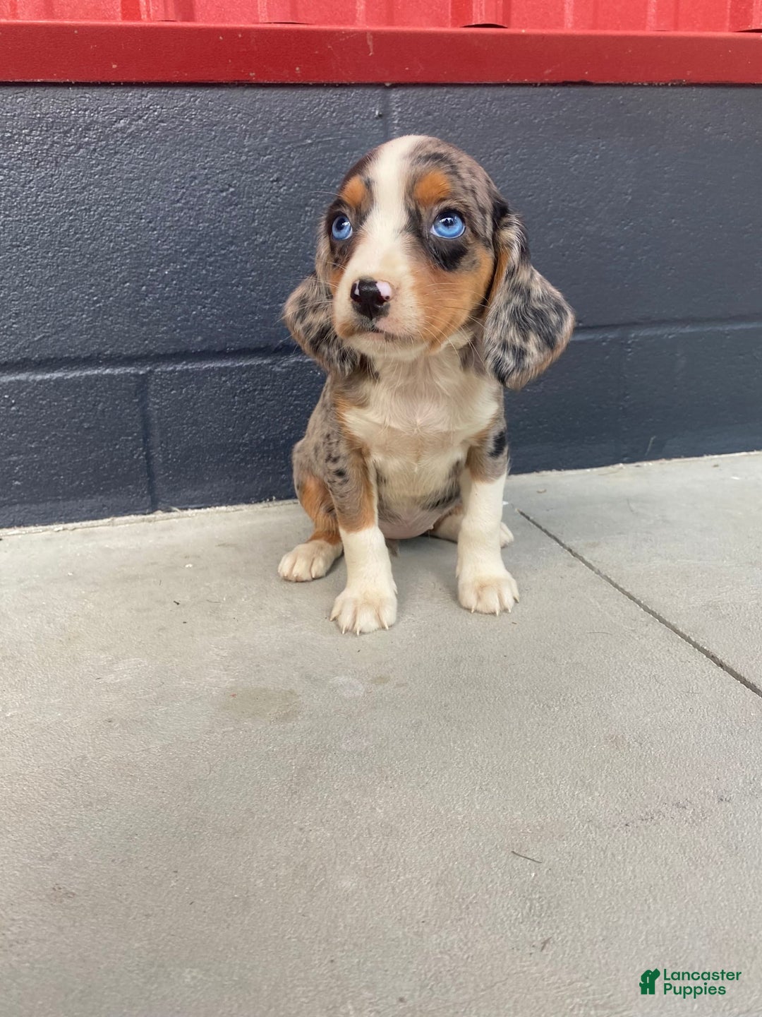Beaglier dogs for sale: Annie - Image 11