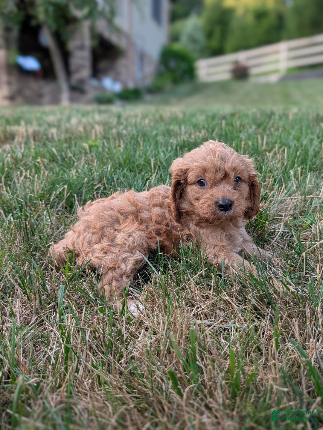 Cavapoo dogs for sale: Axel - Image 13