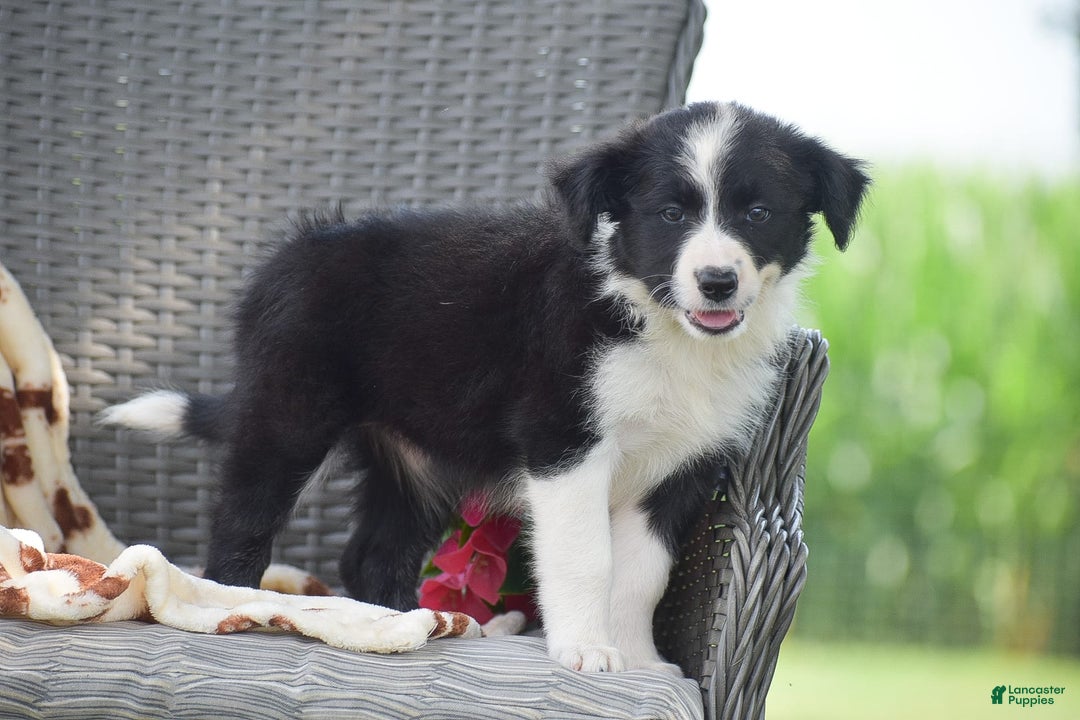 Border Collie dogs for sale: Bella - Image 2