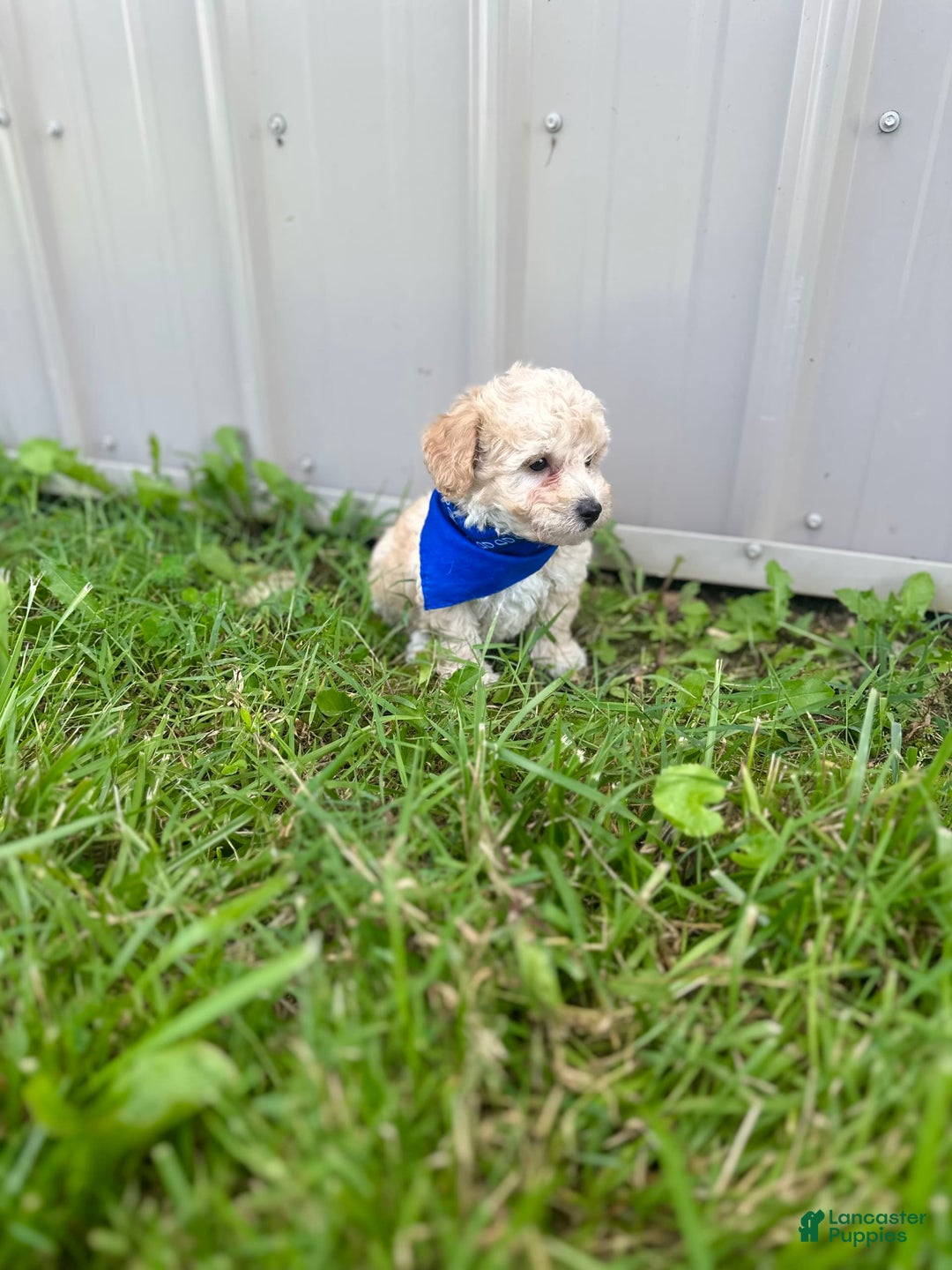 Bichpoo dogs for sale: Clyde - Image 5