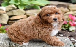 Miniature Poodle dogs for sale: Lucky - Image 5