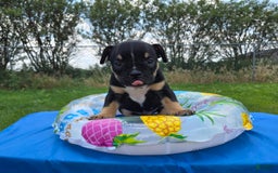 Olde English Bulldogge dogs for sale: George - Image 18