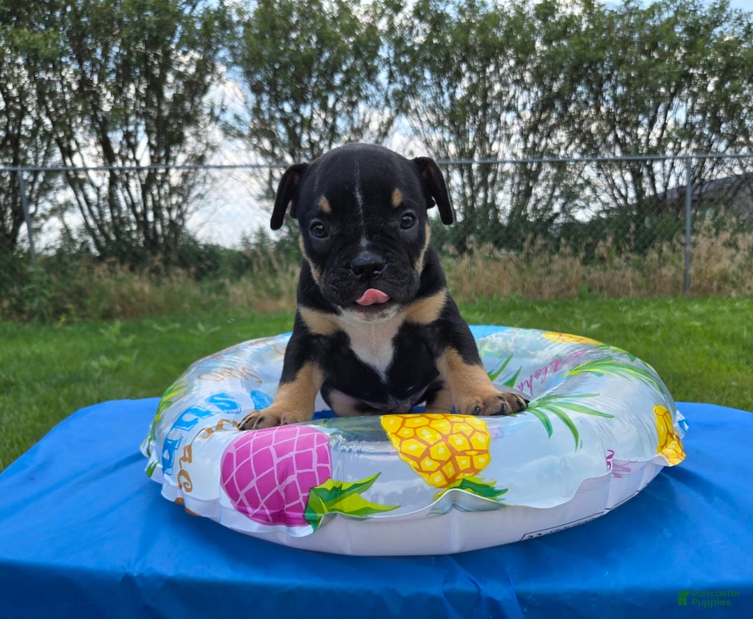 Olde English Bulldogge dogs for sale: George - Image 18