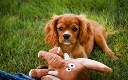 Cavalier King Charles Spaniel dogs for sale: Clifford - Image 20
