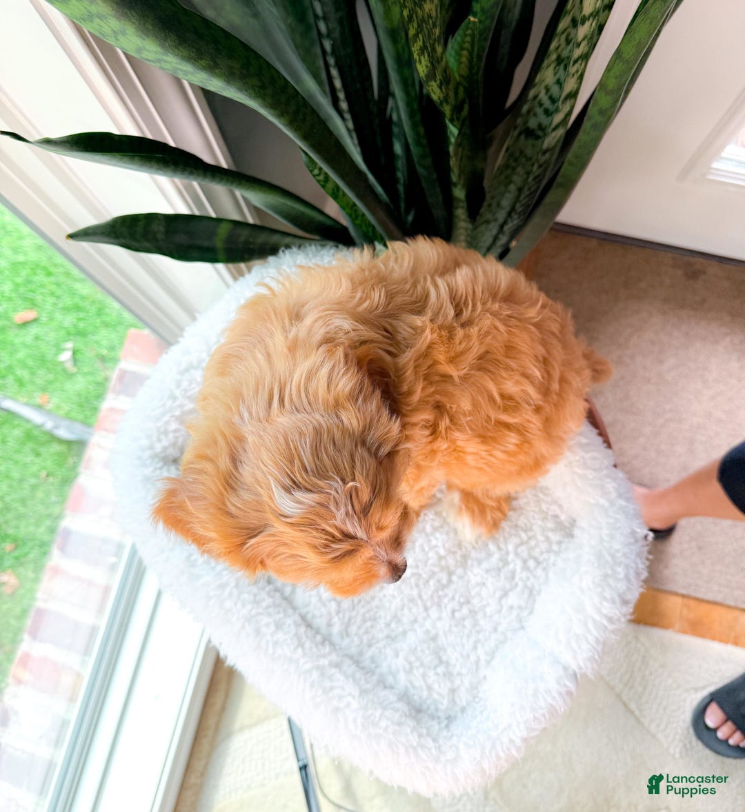 Cavapoo dogs for sale: Yager - Image 8