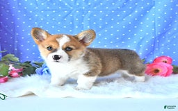 Welsh Corgi Pembroke dogs for sale: Patsy - Image 15