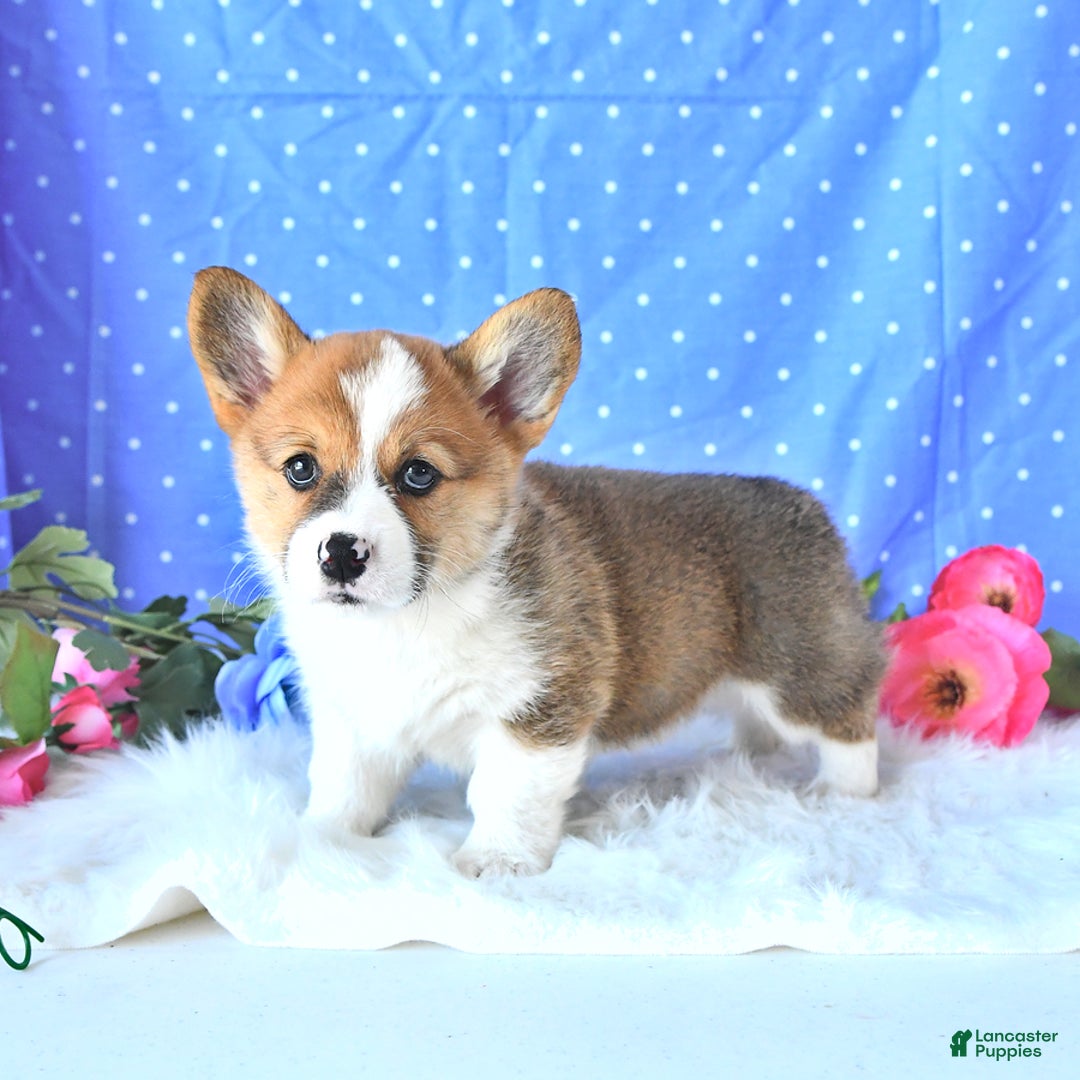 Welsh Corgi Pembroke dogs for sale: Patsy - Image 15