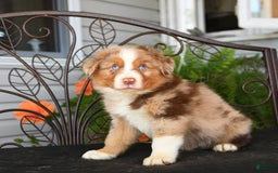 Australian Shepherd dogs for sale: Lenny - Image 4