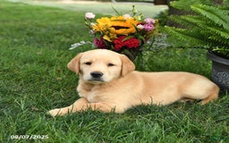 Goldador dogs for sale: Scout - Image 5