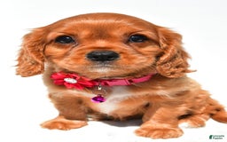 Cavalier King Charles Spaniel dogs for sale: Patty - Image 7