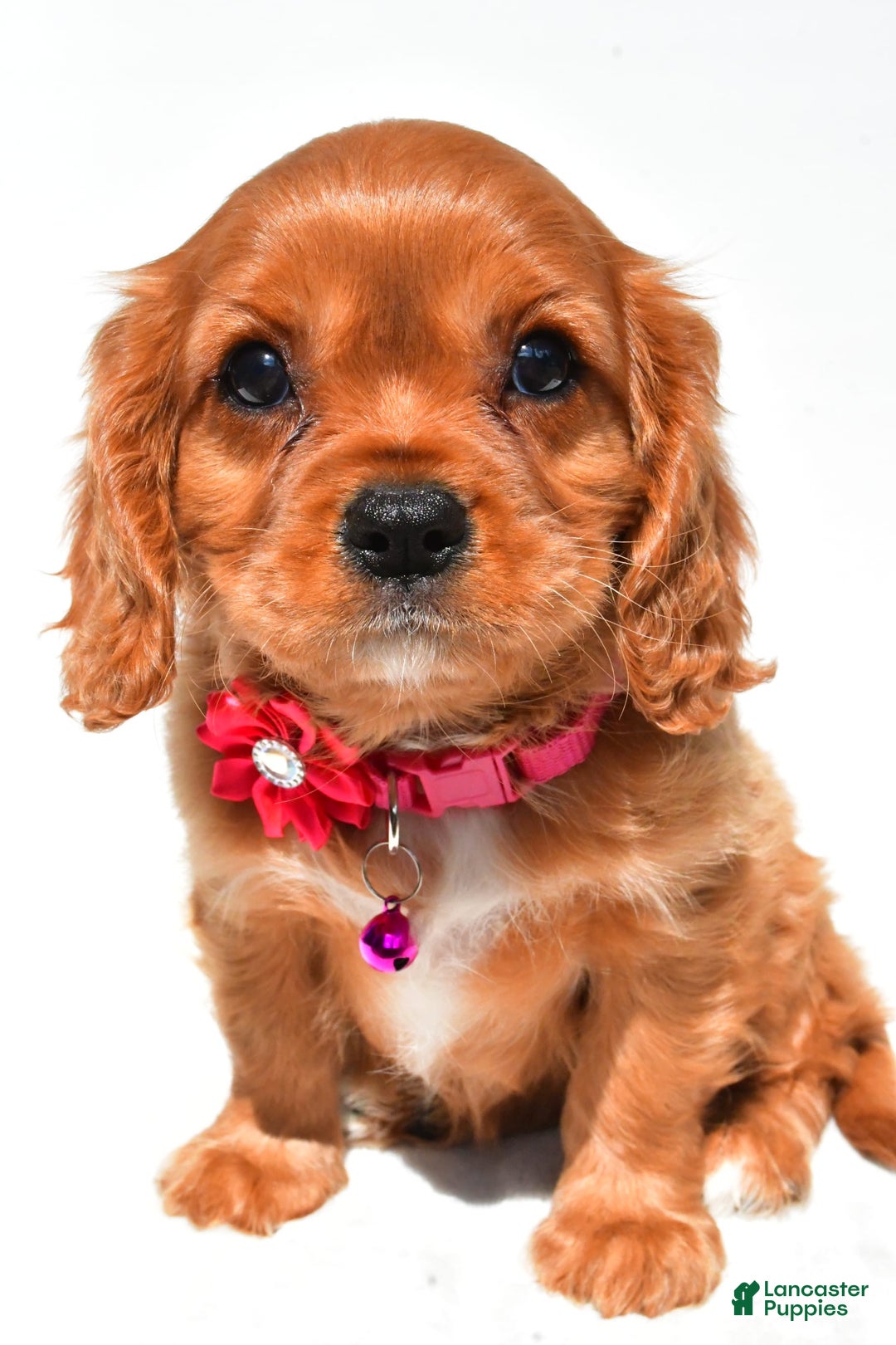 Cavalier King Charles Spaniel dogs for sale: Patty - Image 7
