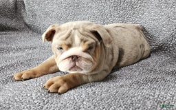 English Bulldog dogs for sale: Ollie - Image 4
