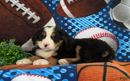 Bernese Mountain Dog dogs for sale: Floyd - Image 4