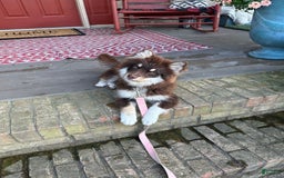 Pomsky dogs for sale: Molly - Image 3