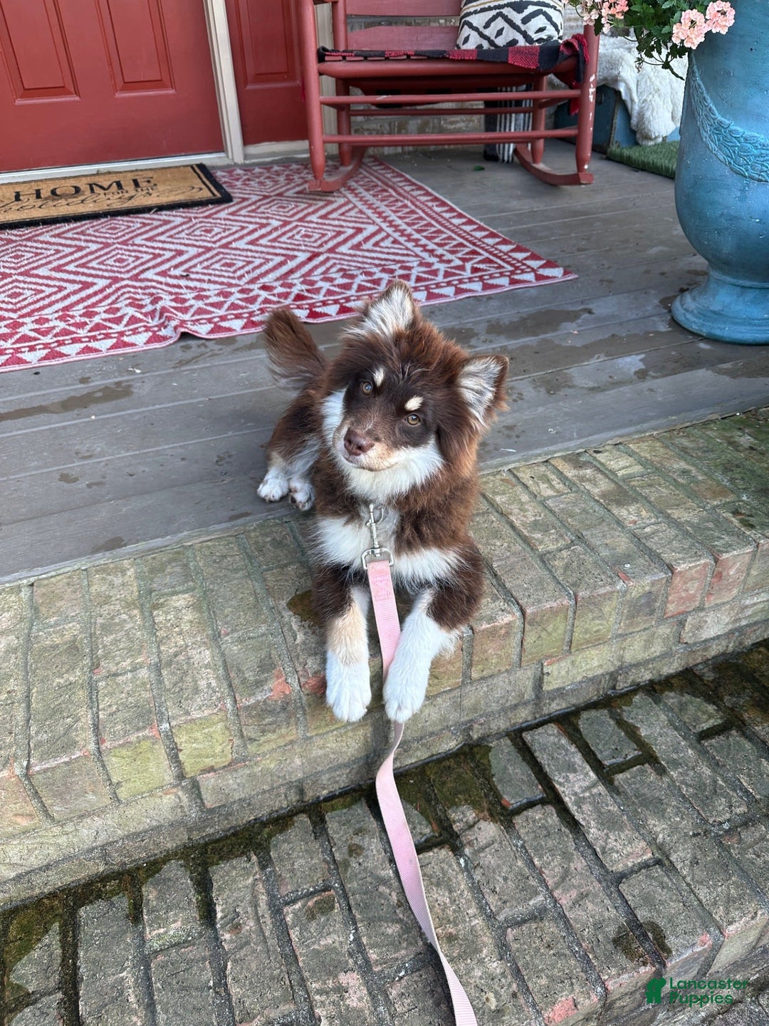Pomsky dogs for sale: Molly - Image 3
