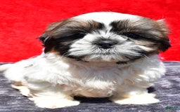 Shih Tzu dogs for sale: Isabella - Image 5