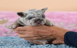 French Bulldog dogs for sale: Davis - Image 2