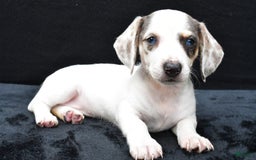 Miniature Dachshund dogs for sale: Jessica - Image 5