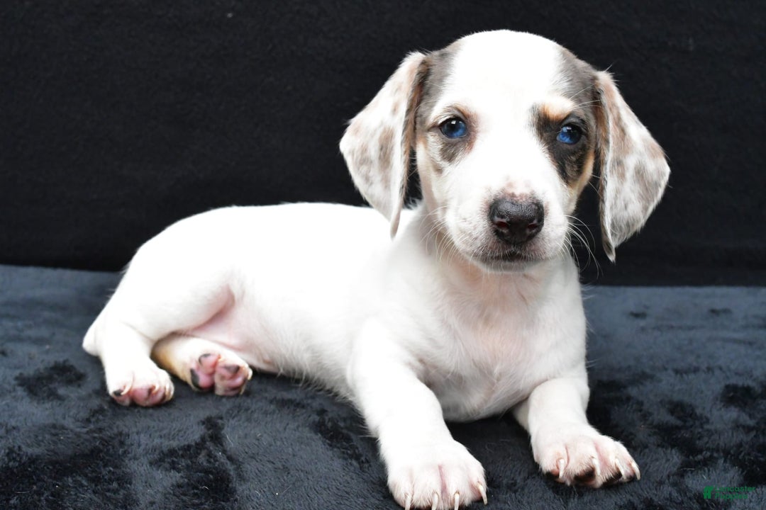 Miniature Dachshund dogs for sale: Jessica - Image 5