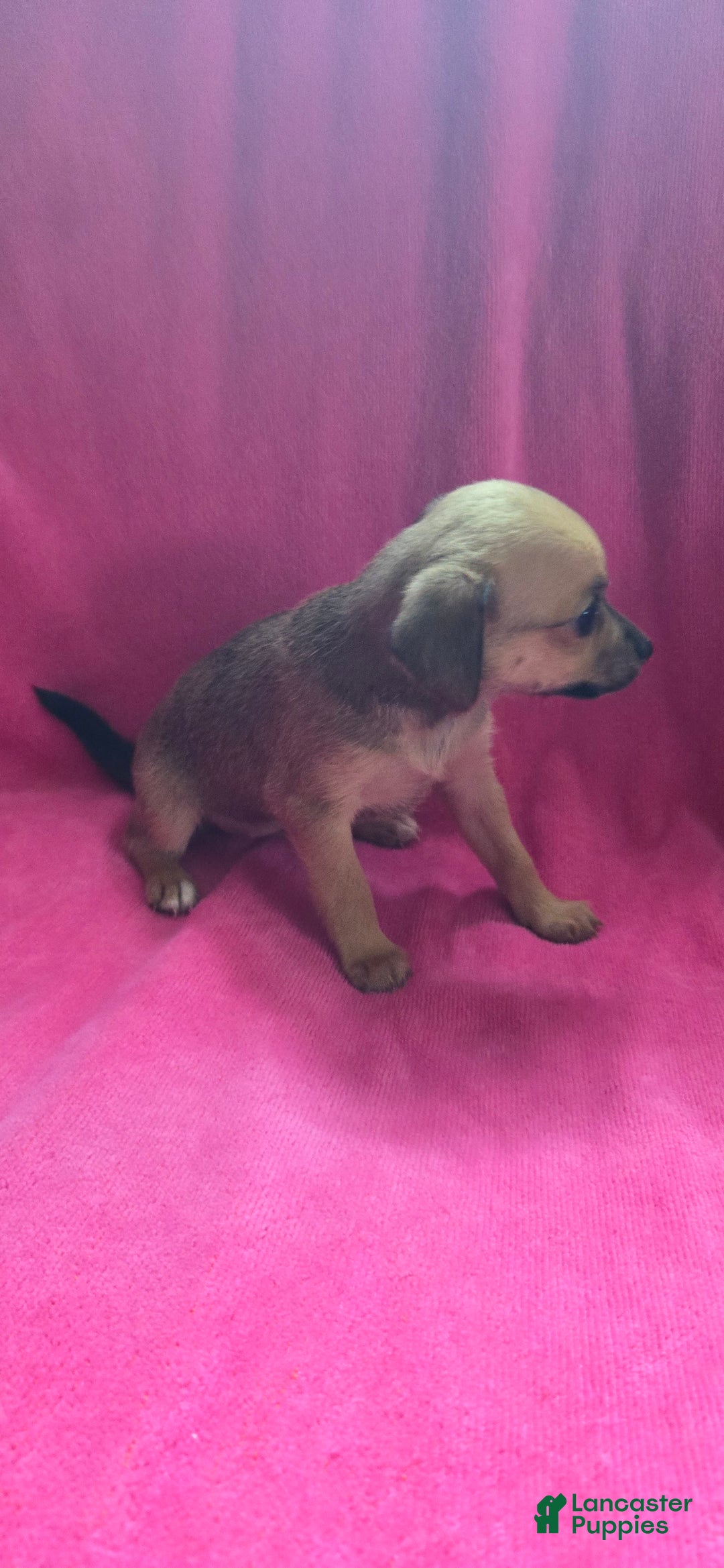 Chipoo dogs for sale: Faith - Image 3
