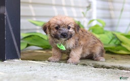 Morkie dogs for sale: Tyler - Image 2