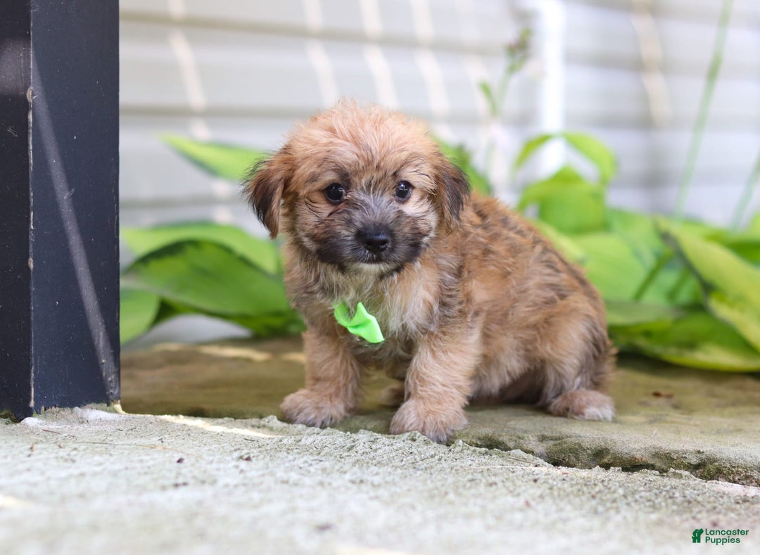 Morkie dogs for sale: Tyler - Image 2