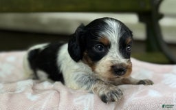 Miniature Dachshund dogs for sale: Dasher - Image 3