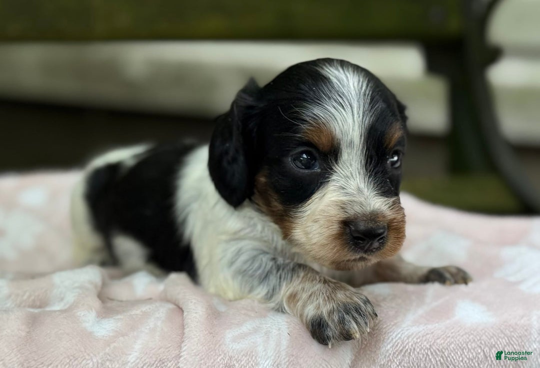Miniature Dachshund dogs for sale: Dasher - Image 3