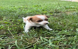 Jack Russell Terrier dogs for sale: Leo - Image 1