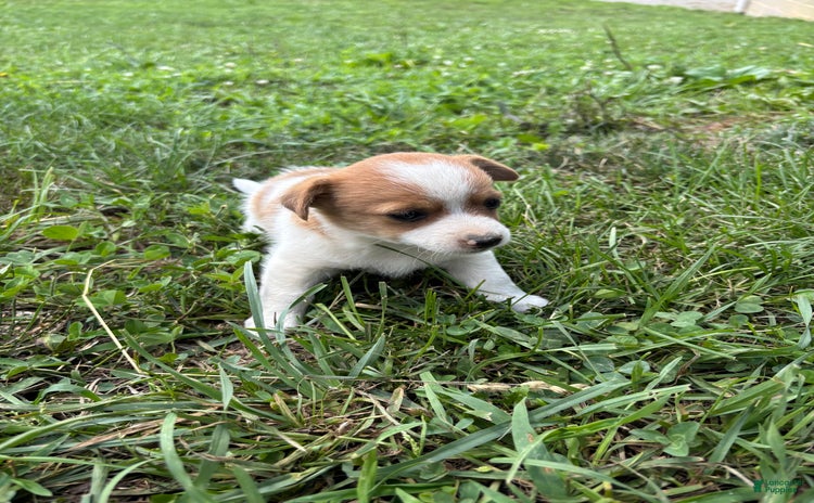 Jack Russell Terrier dogs for sale - Ad 2