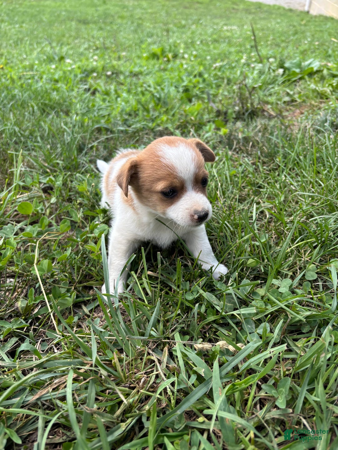 Jack Russell Terrier dogs for sale: Leo - Image 1