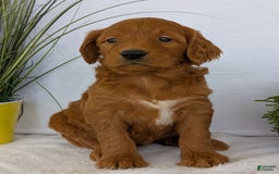 Goldendoodle dogs for sale: Emmie - Image 10