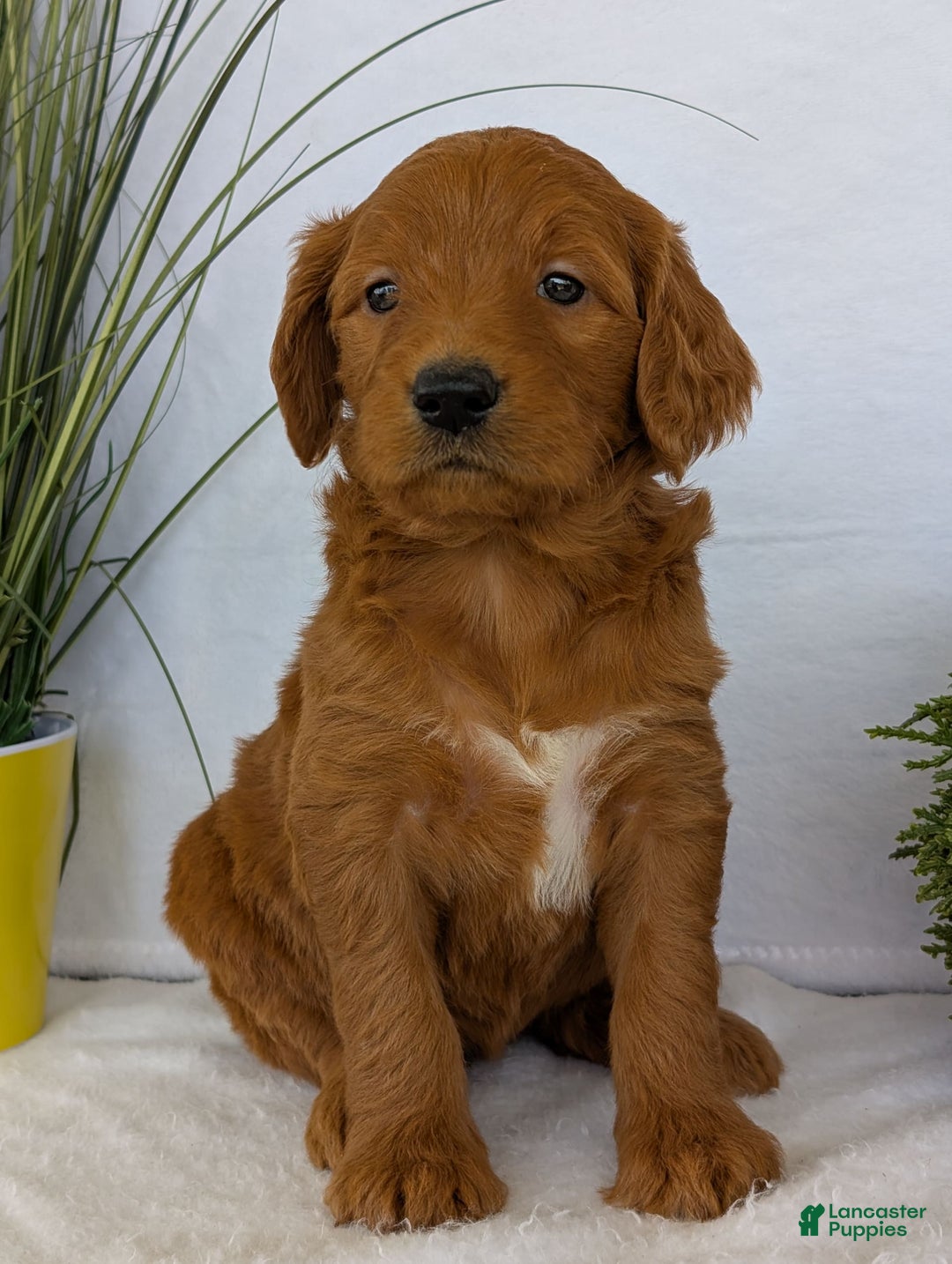Goldendoodle dogs for sale: Emmie - Image 10