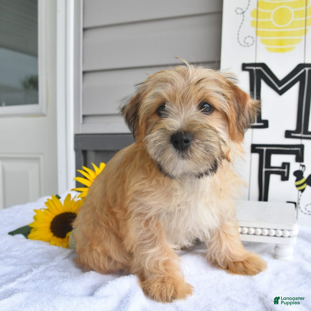 Morkie dogs for sale: Rover - Image 7