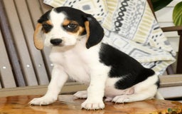 Beagle dogs for sale: Parker - Image 7