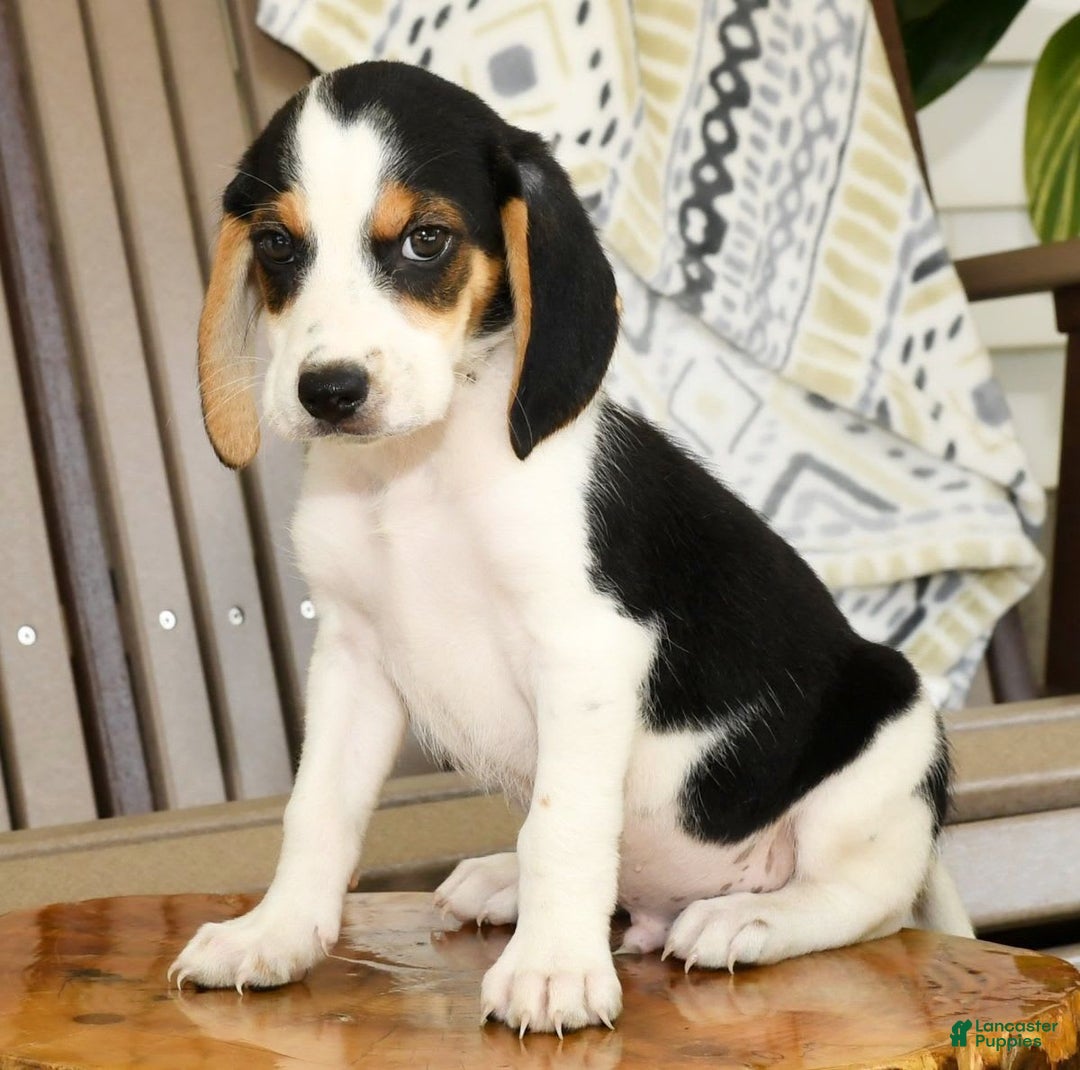 Beagle dogs for sale: Parker - Image 7
