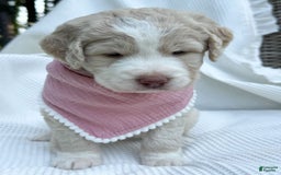 Labradoodle dogs for sale: Honey - Image 7