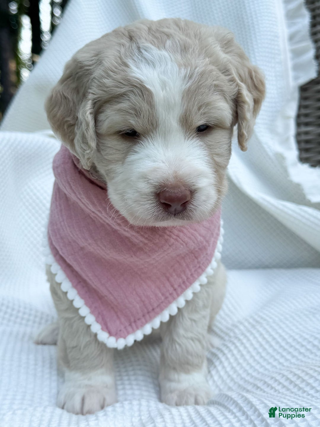 Labradoodle dogs for sale: Honey - Image 7