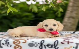 Miniature Dachshund dogs for sale: Tucker - Image 4