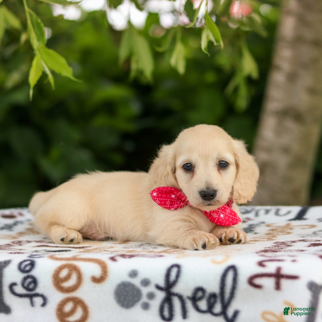 Miniature Dachshund dogs for sale: Tucker - Image 4